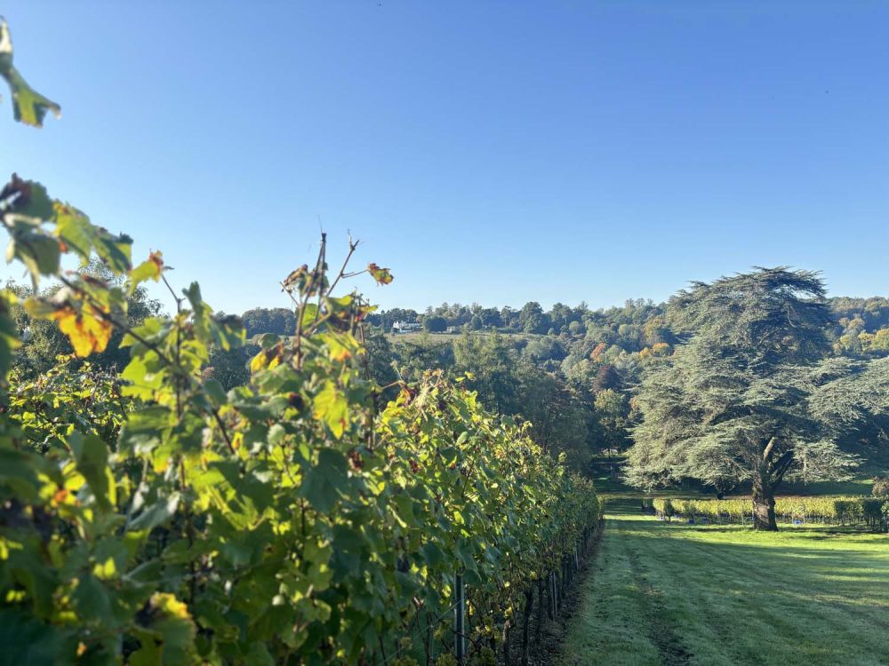 Vineyards with stunning countryside views for film and photoshoot hire (Henley-on-Thames)