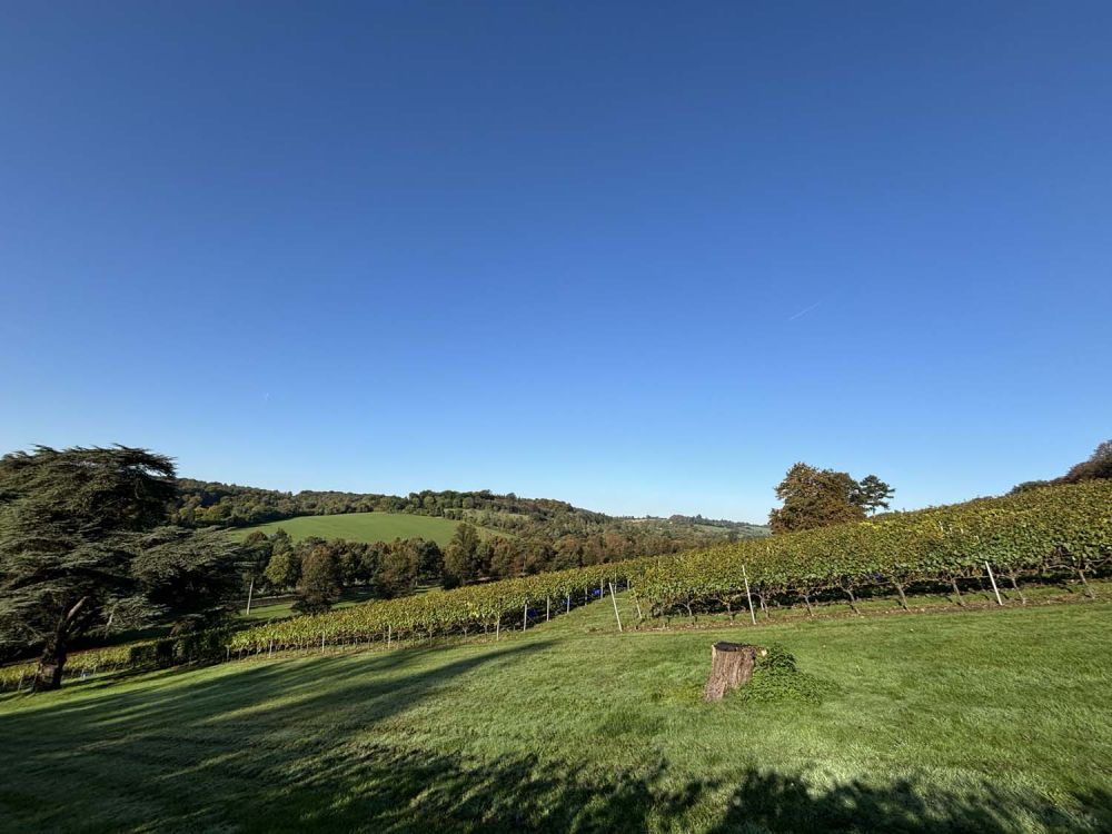 Vineyards with stunning countryside views for film and photoshoot hire (Henley-on-Thames)