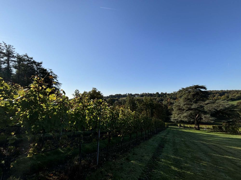 Vineyards with stunning countryside views for film and photoshoot hire (Henley-on-Thames)