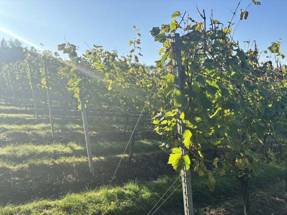 Vineyards with stunning countryside views for film and photoshoot hire (Henley-on-Thames)