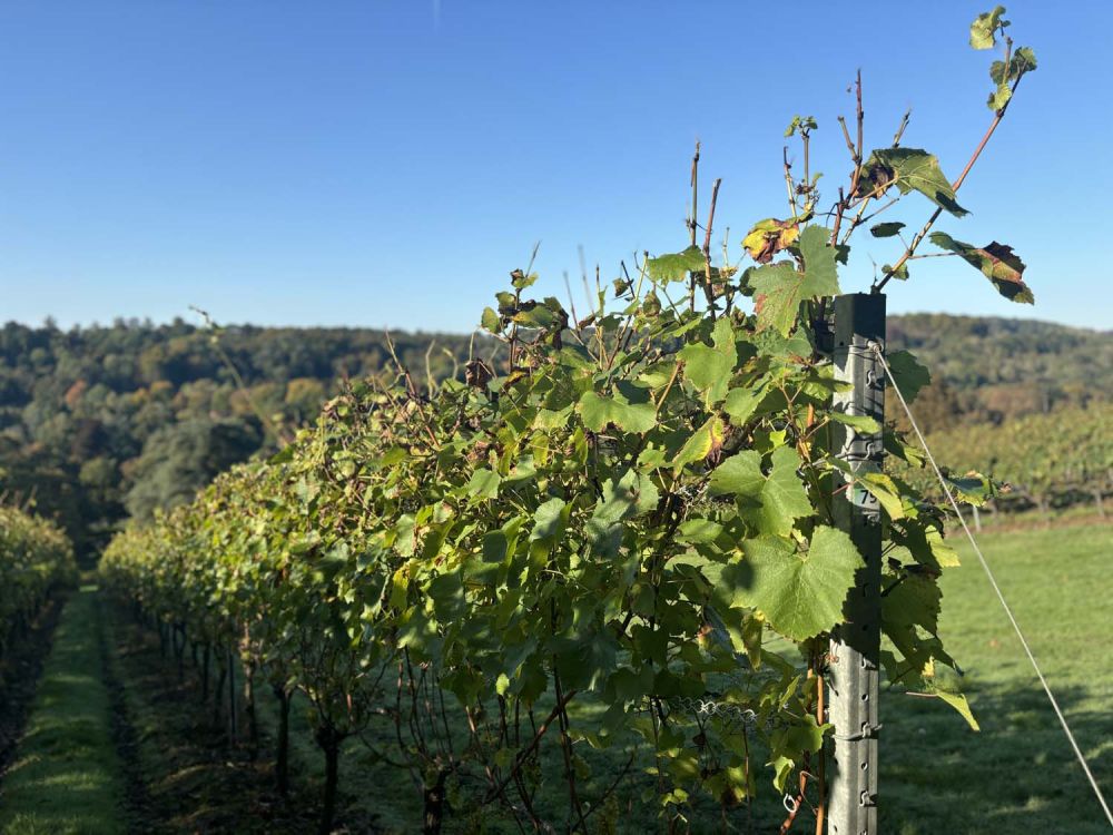 Vineyards with stunning countryside views for film and photoshoot hire (Henley-on-Thames)