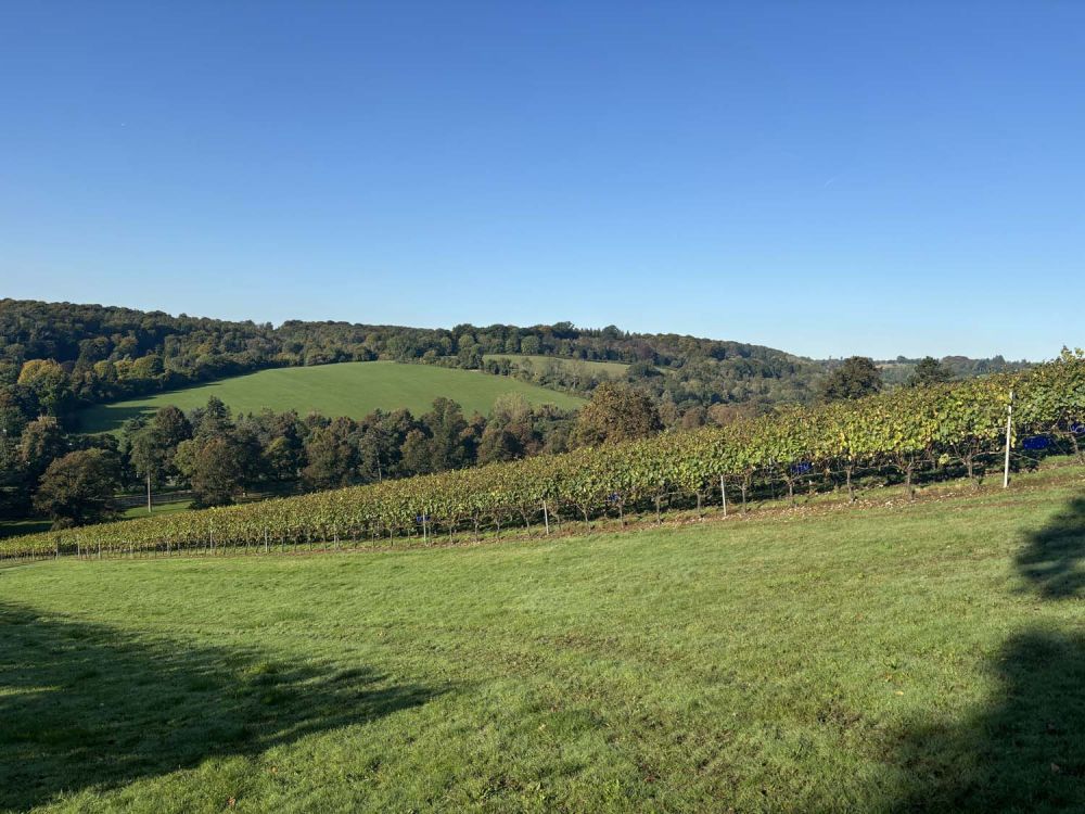 Vineyards with stunning countryside views for film and photoshoot hire (Henley-on-Thames)