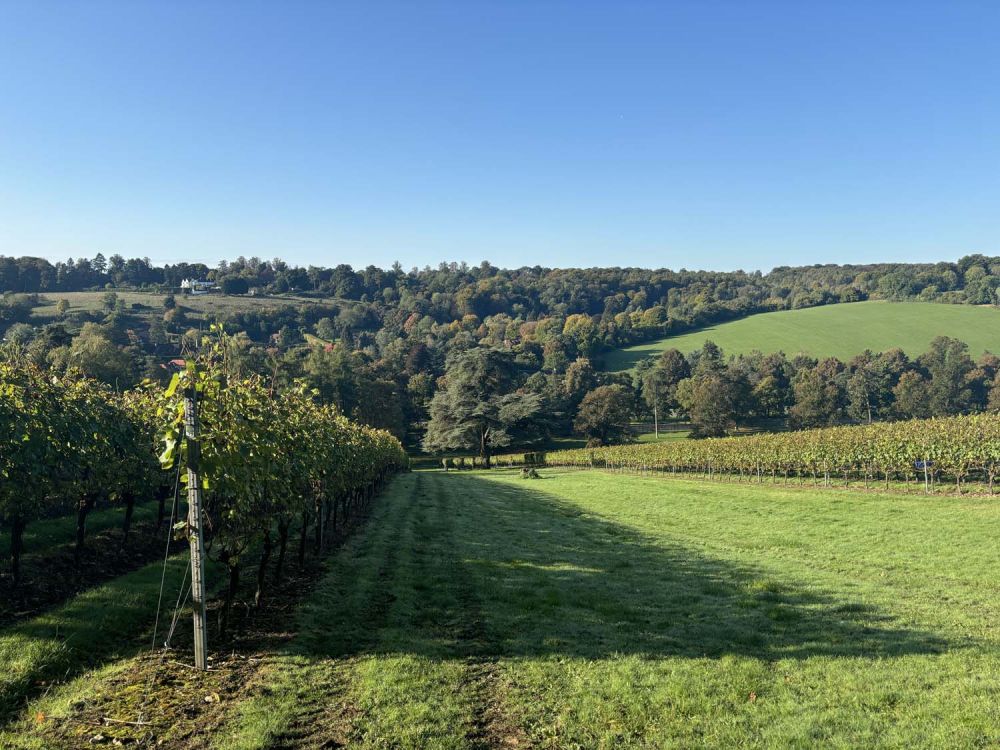 Vineyards with stunning countryside views for film and photoshoot hire (Henley-on-Thames)