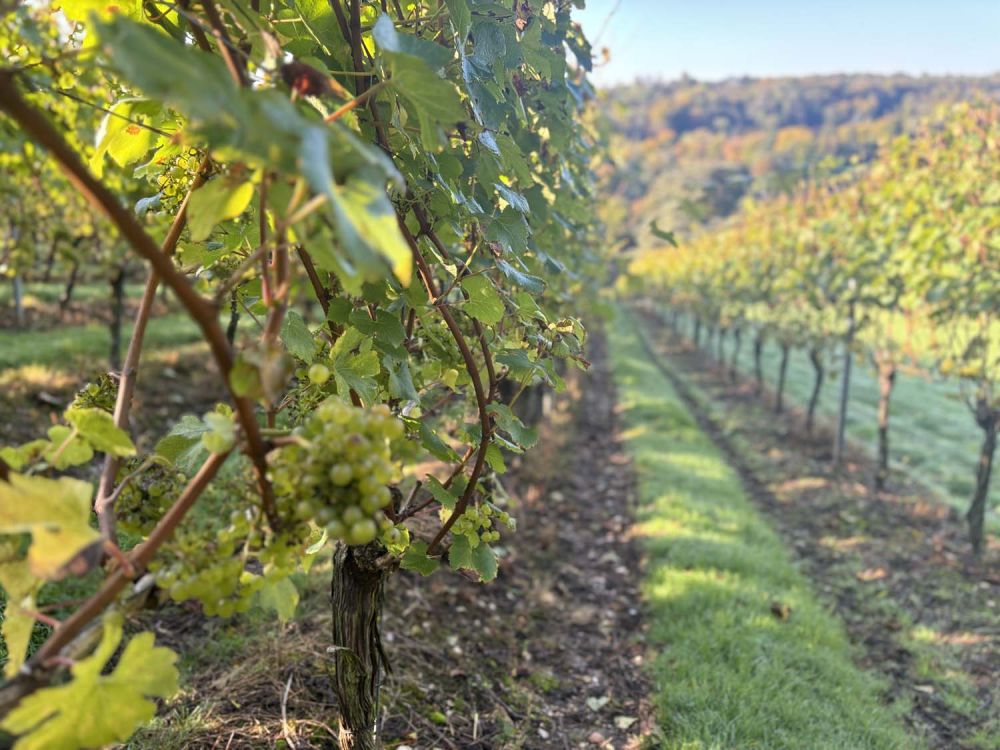 Vineyards with stunning countryside views for film and photoshoot hire (Henley-on-Thames)