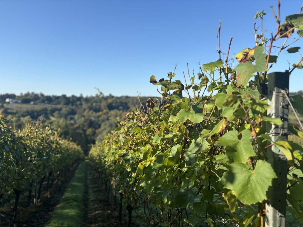 Vineyards with stunning countryside views for film and photoshoot hire (Henley-on-Thames)