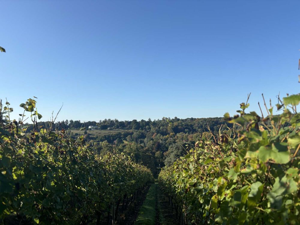 Vineyards with stunning countryside views for film and photoshoot hire (Henley-on-Thames)