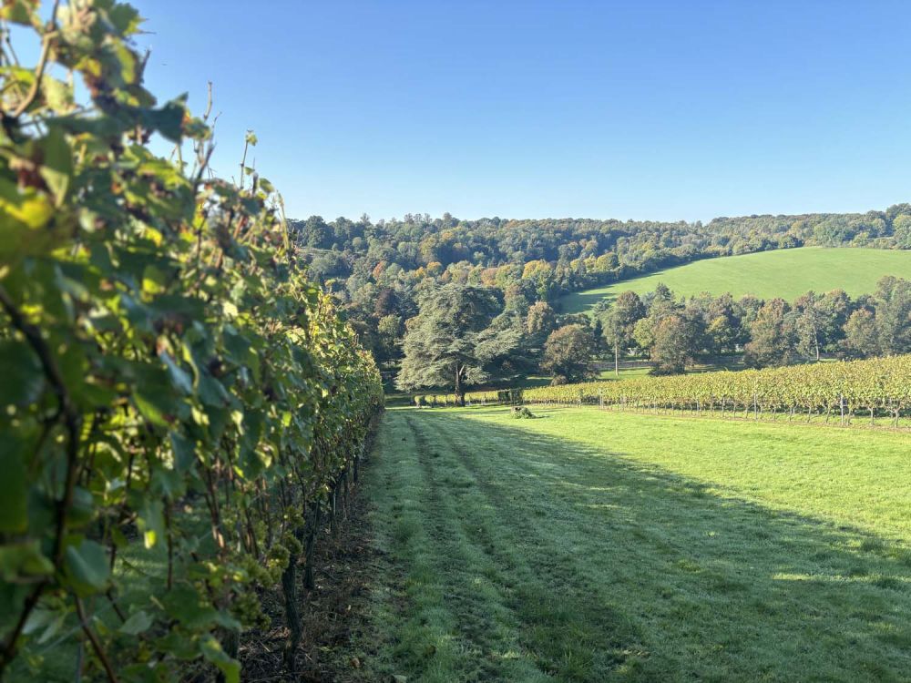 Vineyards with stunning countryside views for film and photoshoot hire (Henley-on-Thames)