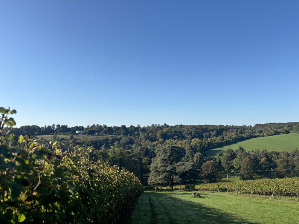 Vineyards with stunning countryside views for film and photoshoot hire (Henley-on-Thames)
