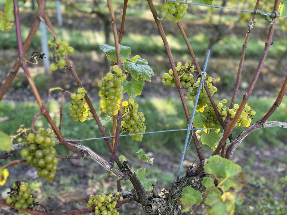 Vineyards with stunning countryside views for film and photoshoot hire (Henley-on-Thames)