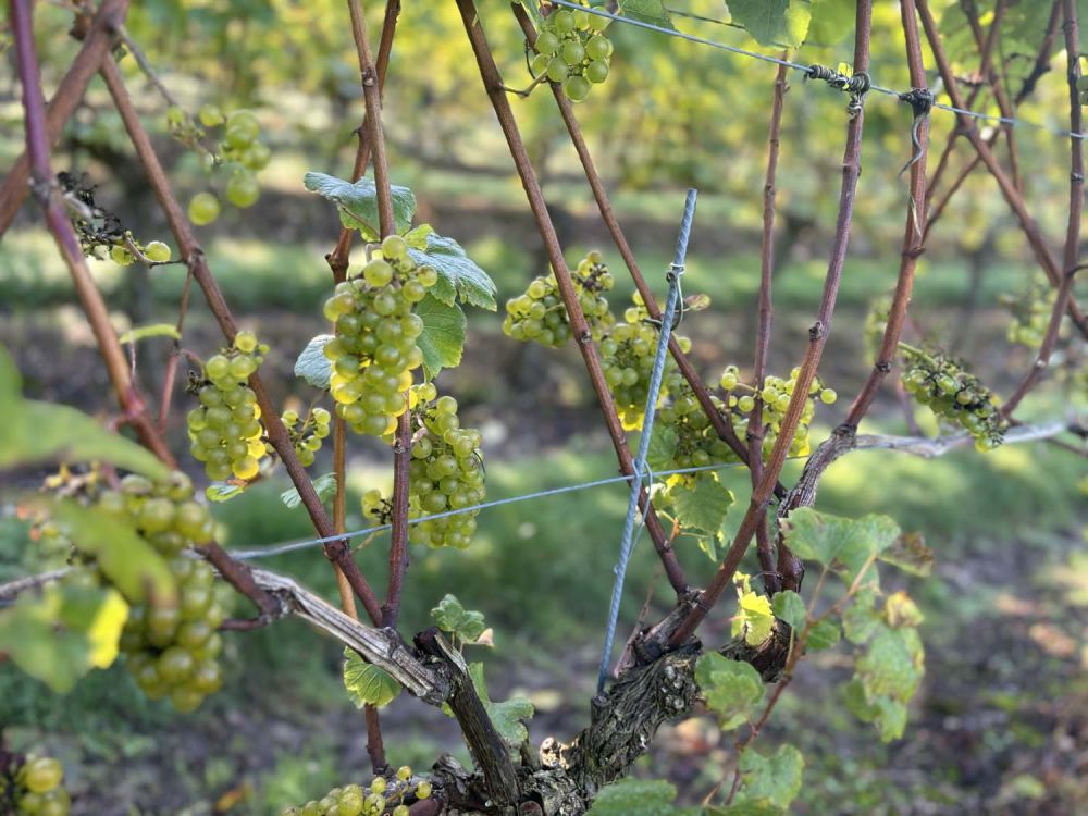 Vineyards with stunning countryside views for film and photoshoot hire (Henley-on-Thames)