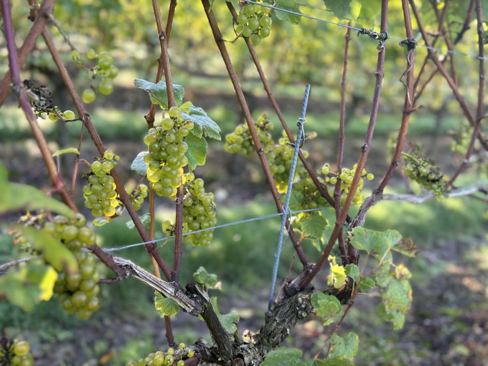 Vineyards with stunning countryside views for film and photoshoot hire (Henley-on-Thames)