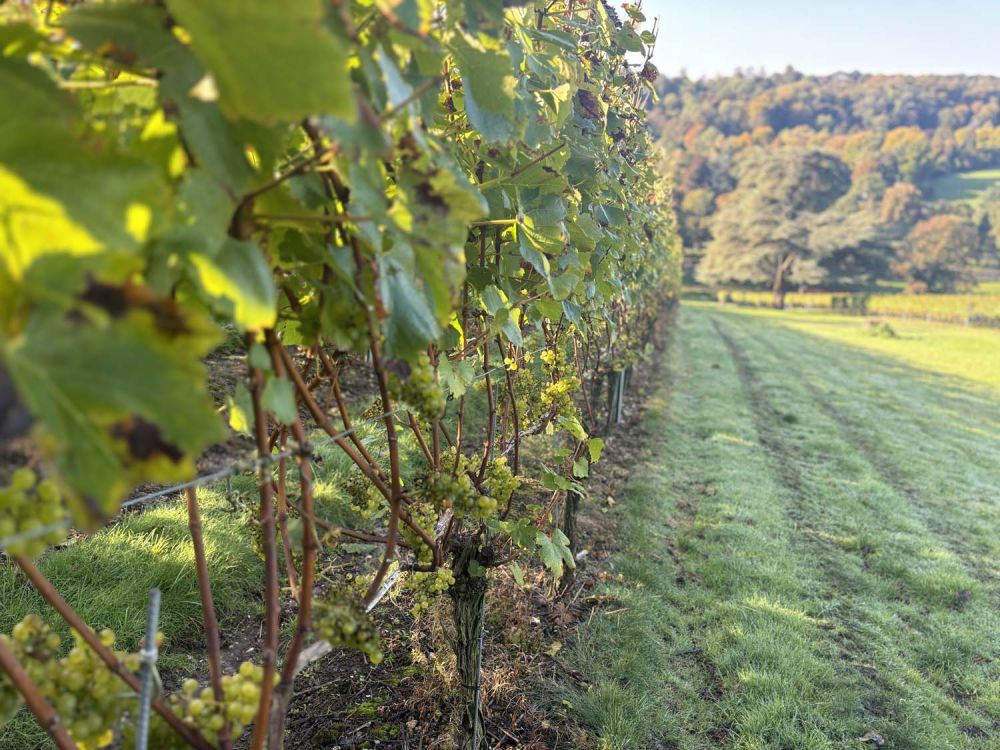 Vineyards with stunning countryside views for film and photoshoot hire (Henley-on-Thames)