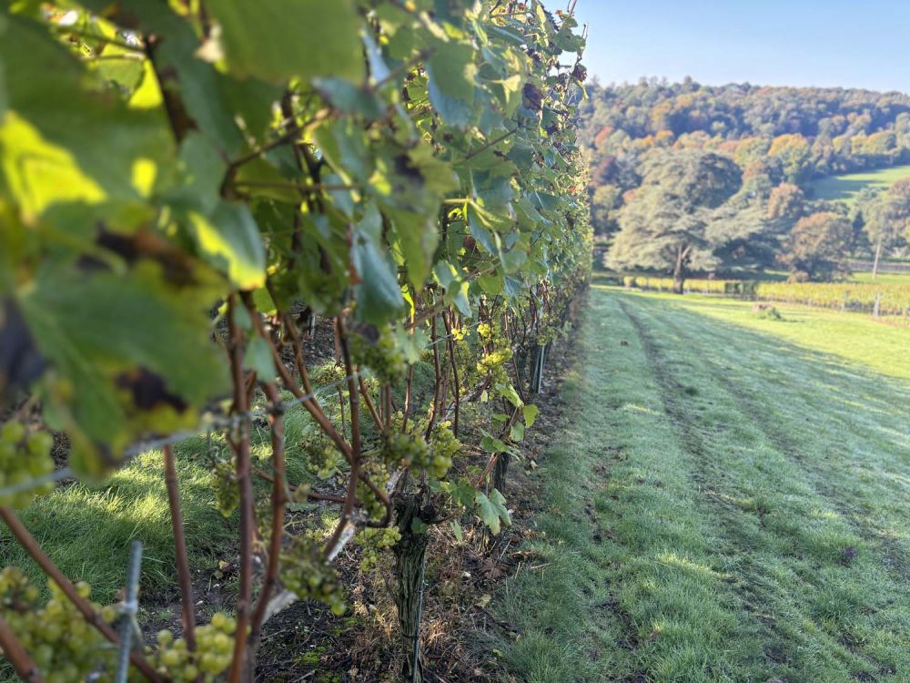 Vineyards with stunning countryside views for film and photoshoot hire (Henley-on-Thames)
