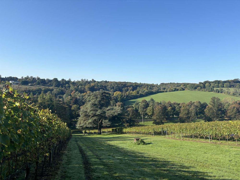 Vineyards with stunning countryside views for film and photoshoot hire (Henley-on-Thames)