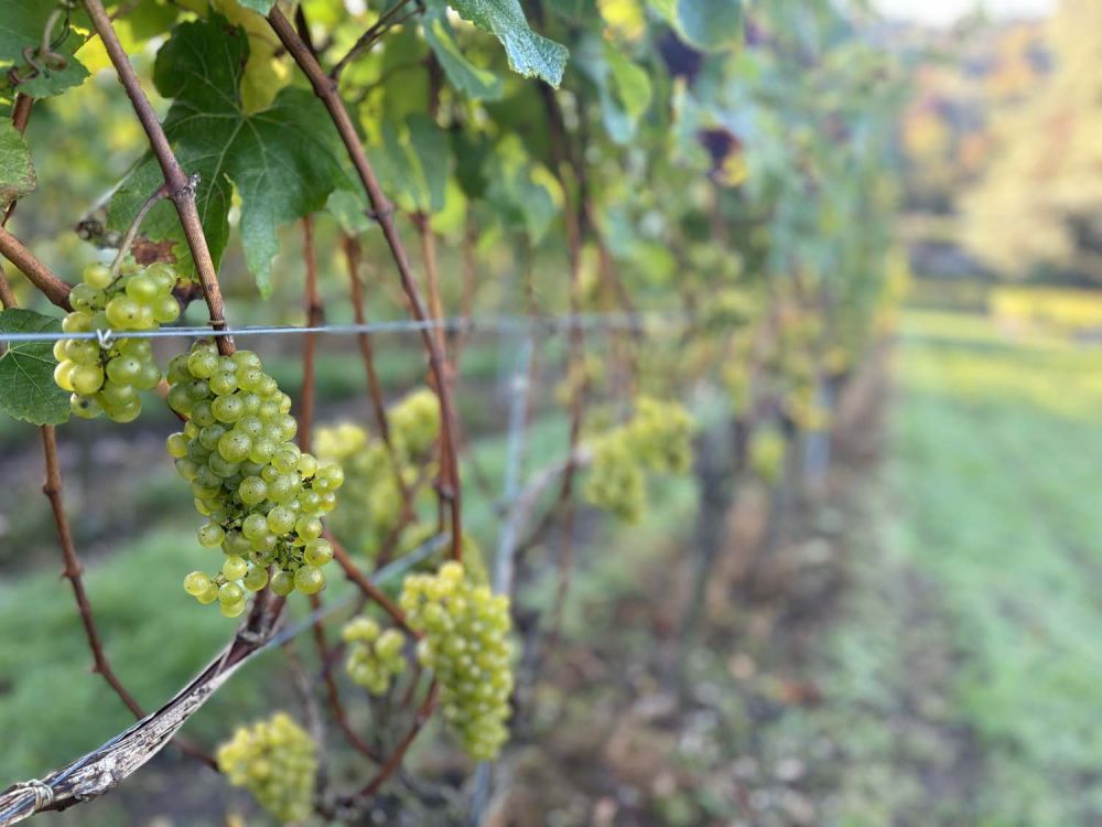 Vineyards with stunning countryside views for film and photoshoot hire (Henley-on-Thames)