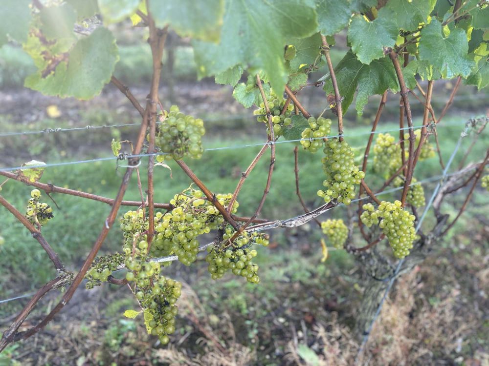 Vineyards with stunning countryside views for film and photoshoot hire (Henley-on-Thames)