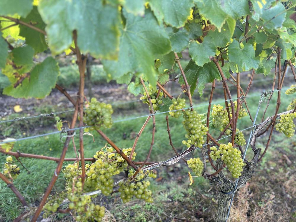 Vineyards with stunning countryside views for film and photoshoot hire (Henley-on-Thames)