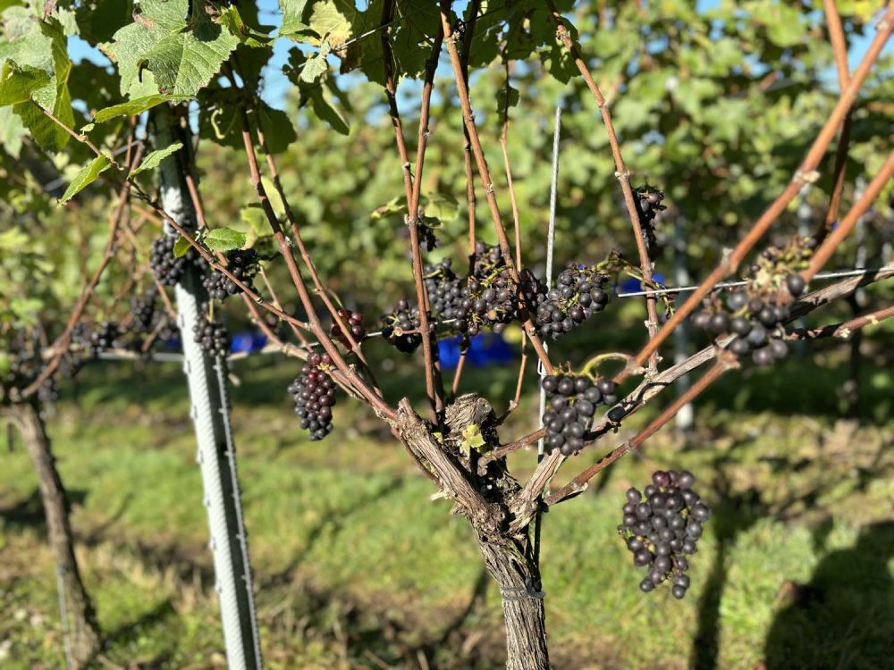 Vineyards with stunning countryside views for film and photoshoot hire (Henley-on-Thames)