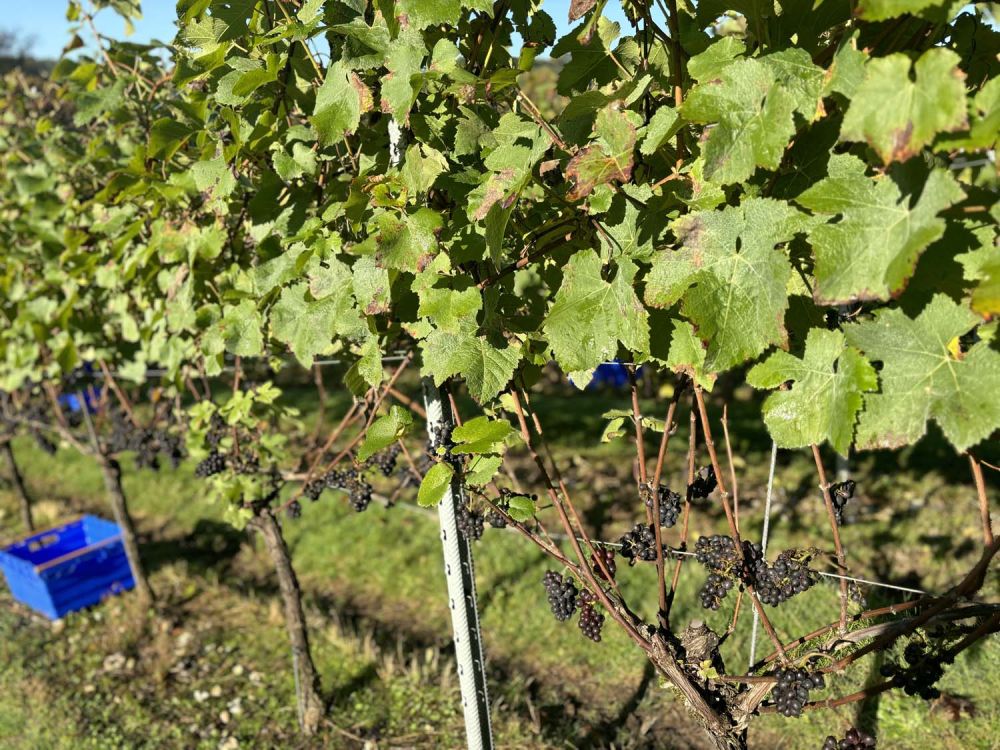 Vineyards with stunning countryside views for film and photoshoot hire (Henley-on-Thames)