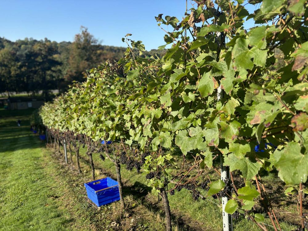 Vineyards with stunning countryside views for film and photoshoot hire (Henley-on-Thames)