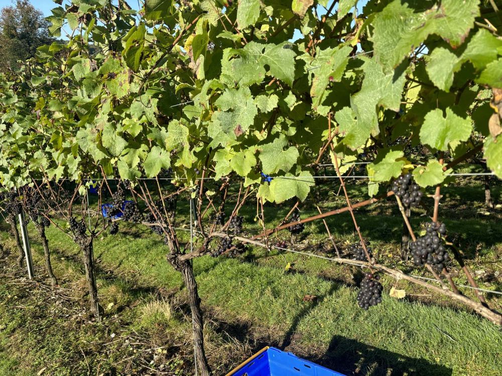 Vineyards with stunning countryside views for film and photoshoot hire (Henley-on-Thames)