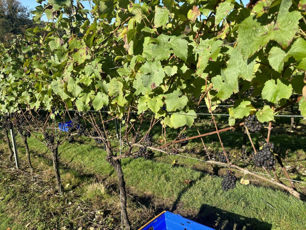 Vineyards with stunning countryside views for film and photoshoot hire (Henley-on-Thames)