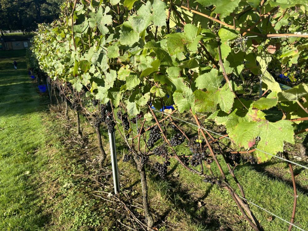 Vineyards with stunning countryside views for film and photoshoot hire (Henley-on-Thames)