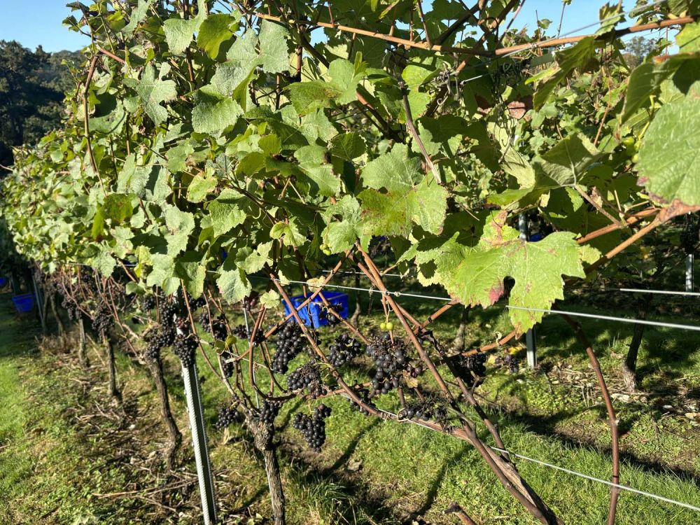 Vineyards with stunning countryside views for film and photoshoot hire (Henley-on-Thames)