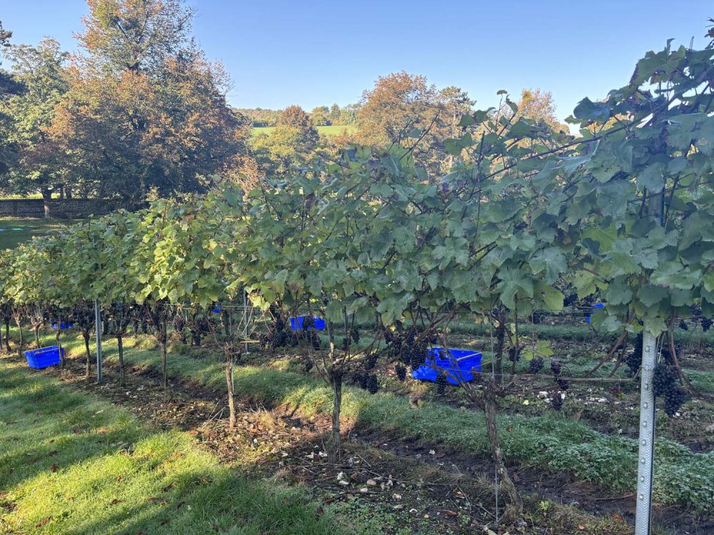 Vineyards with stunning countryside views for film and photoshoot hire (Henley-on-Thames)