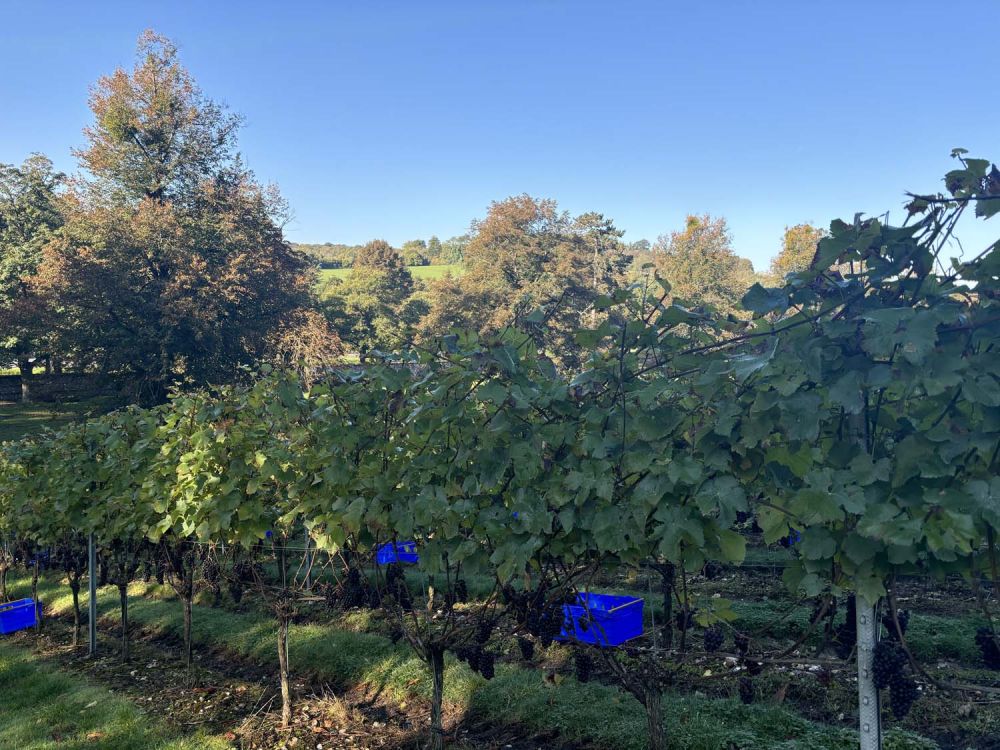 Vineyards with stunning countryside views for film and photoshoot hire (Henley-on-Thames)