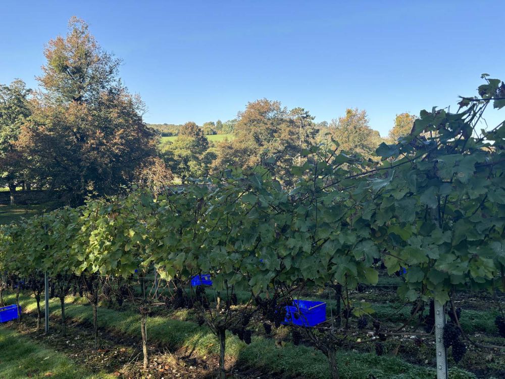 Vineyards with stunning countryside views for film and photoshoot hire (Henley-on-Thames)