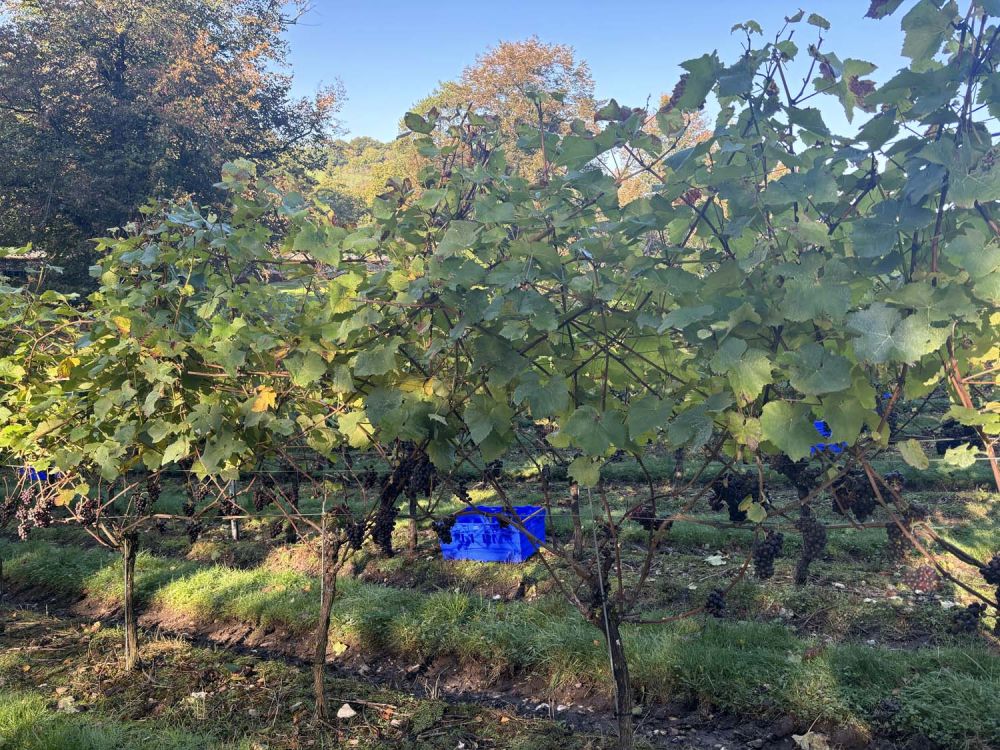 Vineyards with stunning countryside views for film and photoshoot hire (Henley-on-Thames)