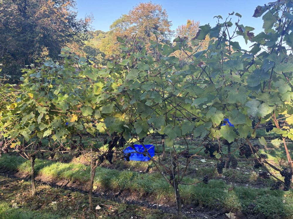 Vineyards with stunning countryside views for film and photoshoot hire (Henley-on-Thames)