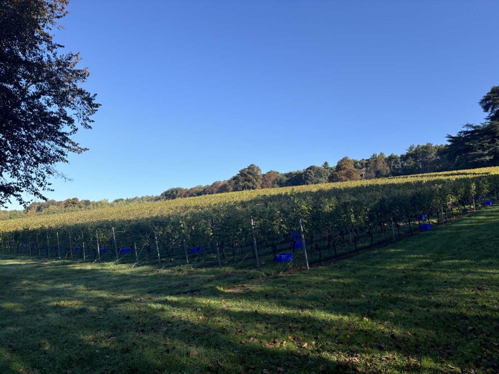 Vineyards with stunning countryside views for film and photoshoot hire (Henley-on-Thames)