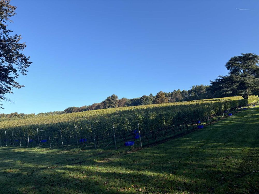 Vineyards with stunning countryside views for film and photoshoot hire (Henley-on-Thames)